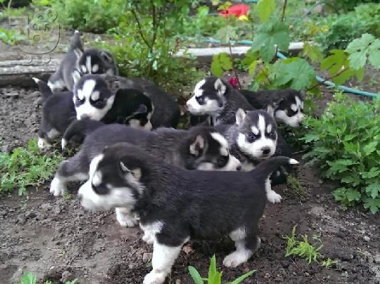 Kαλή τιμή!!!.Πουλάω όμορφα κουτάβια ράτσα SIBERIAN HUSKY - Σιβηριανος Χασκι -220 euro...